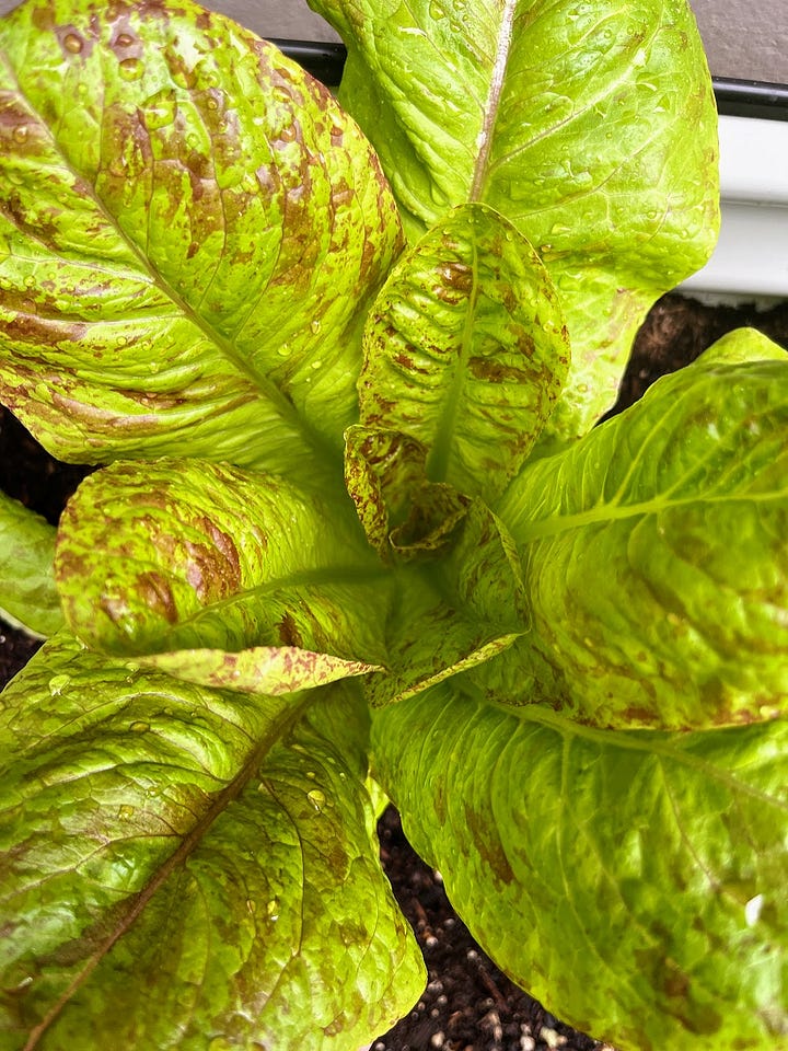 Heads of two different types of lettuce