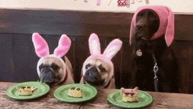 3_dogs_1_meals.gif
