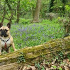 Virtual Pet Therapy #20