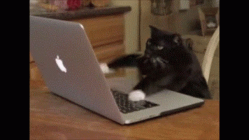 Stacy McClain, CPP on LinkedIn: Title: Cat Typing Gif GIF - Cat Typing Gif  - Discover & Share GIFs