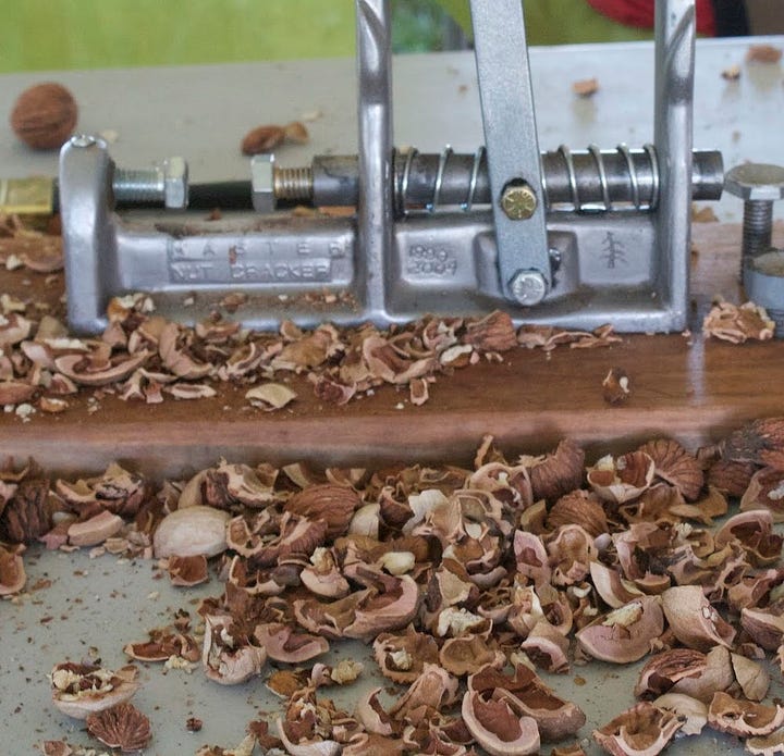 The first image shows a glimpse up a large walnut tree, where no walnuts are visible considering the height. The second image shows part of a mechanical nutcracker, with partial shells covering the table.