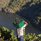 Lives May Depend On You Drinking More Ribeira Sacra