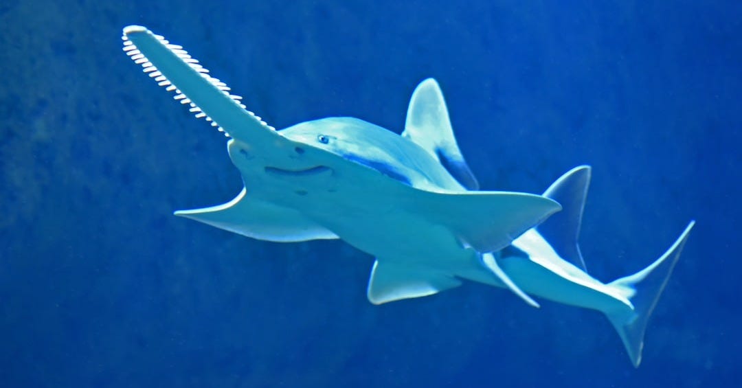 saw shark saw shark