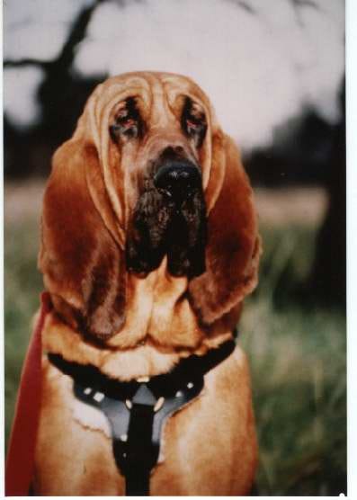 Stunningbloodhound with rich red coloring, dark brown long ears and a black muzzle. Stunningbloodhound with rich red coloring, dark brown long ears and a black muzzle.