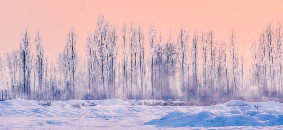 snowfield with dried trees