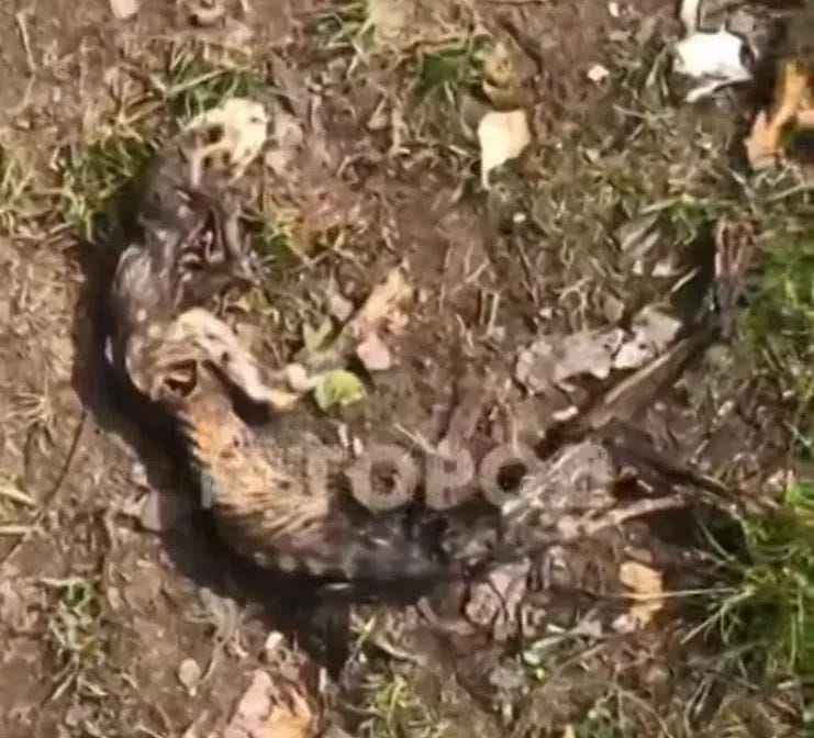 Segundo o noticiário local, a criatura “parece um lagarto” e tem cerca de 70 cm de comprimento Segundo o noticiário local, a criatura “parece um lagarto” e tem cerca de 70 cm de comprimento