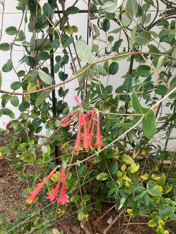 Flowering plants in the Florida-Friendly Landscaping Demonstration Garden that include pink flowering Barbados cherry, yellow flowering beach sunflower, orange native coral honeysuckle, and pink/purple native buttonsage.