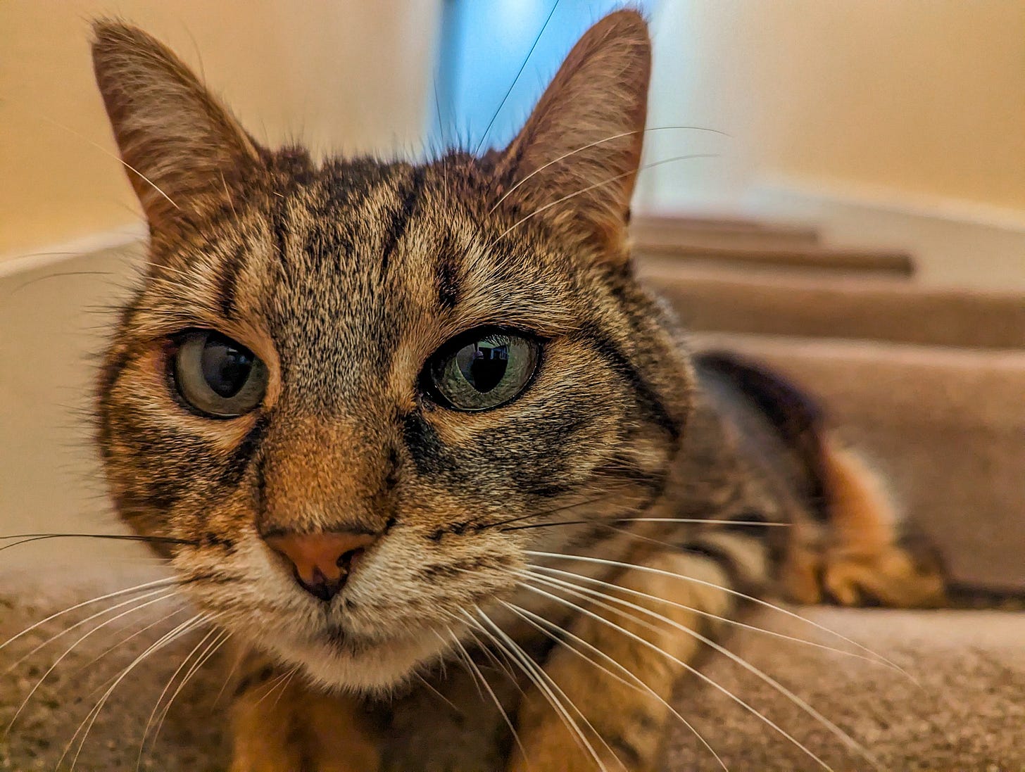 Phoebe the cat
