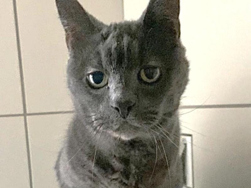 Prince is looking for a home to call his own castle