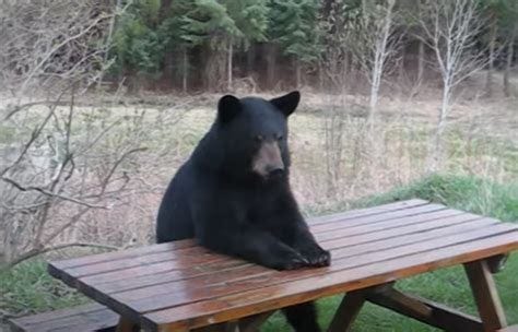Black Bear Sitting At Picnic Table