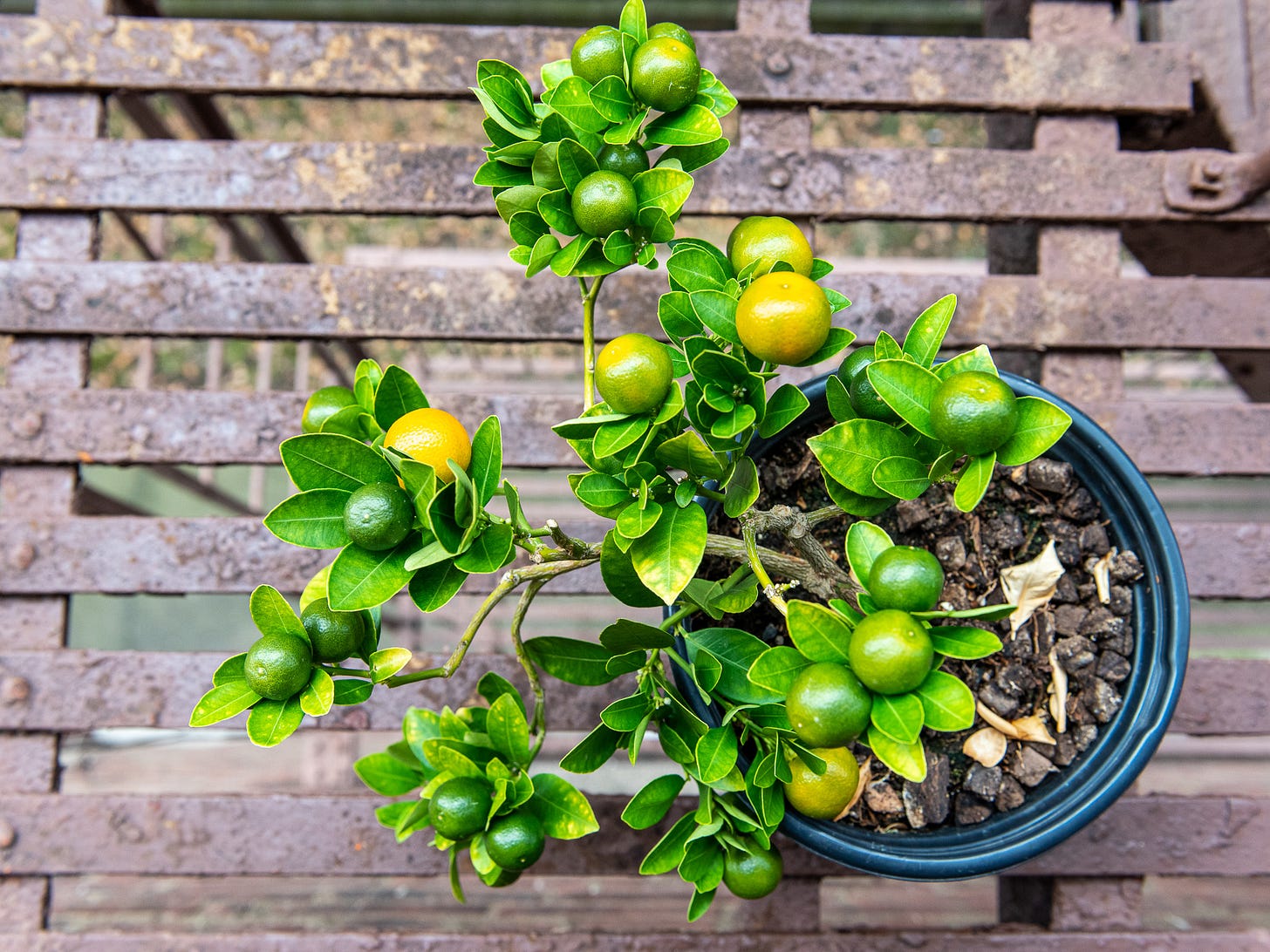 ID: Photo of the calamansi tree on my fire escape, viewed from above