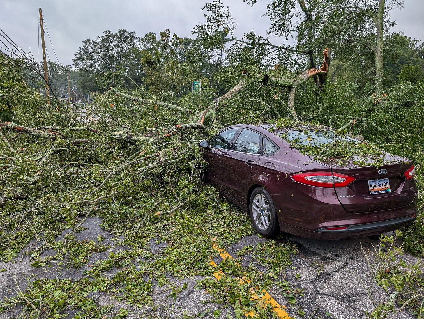 A car on the street, crushed under a large fallen tree