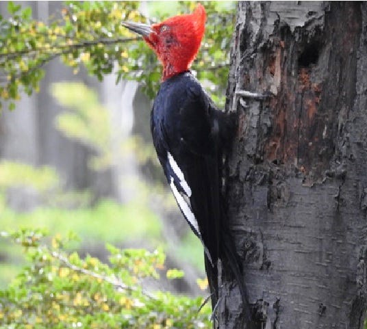 Magellanic Woodpecker