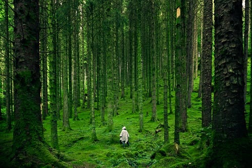Forest Pictures · Pexels · Free Stock Photos