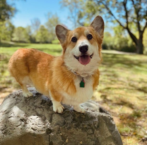 cowboy the corgi standing on a big rock in a city park cowboy the corgi standing on a big rock in a city park