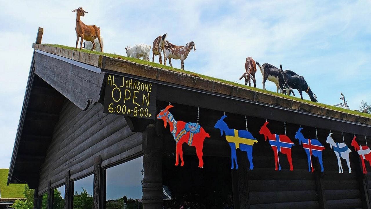 When will we see the goats on Al Johnson's roof?
