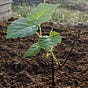 Lessons From the Garden's avatar