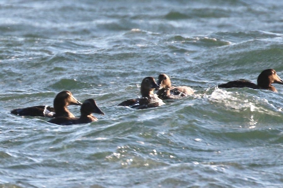 King Eider - Pranav Kumar