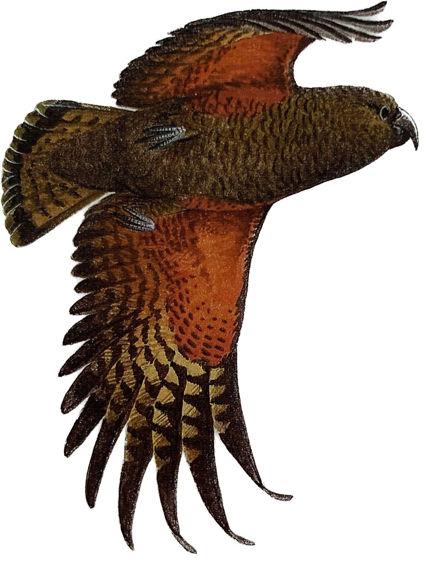 Kea bird