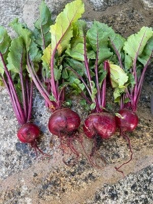 beets.jpg beets.jpg