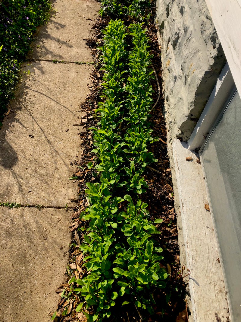 Arugula Spring 2022