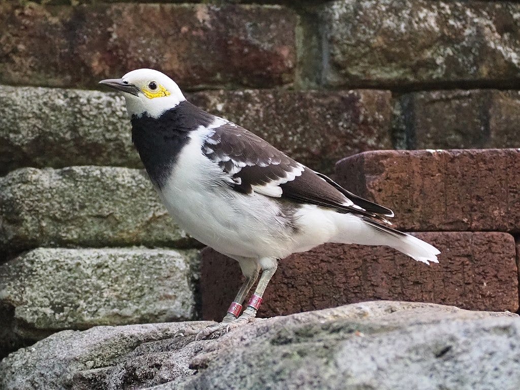 クビワムクドリの写真