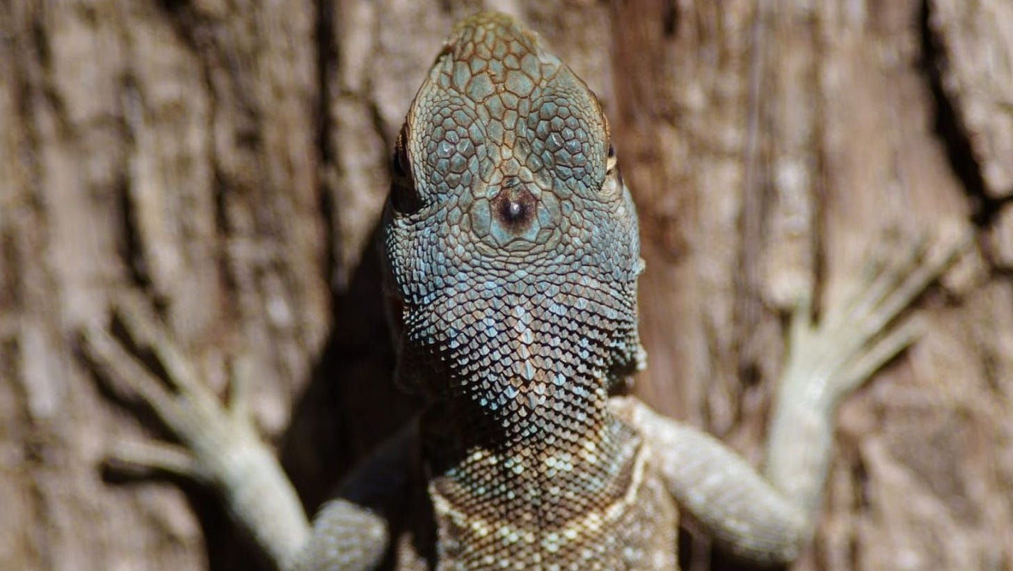 iguana, parietal eye