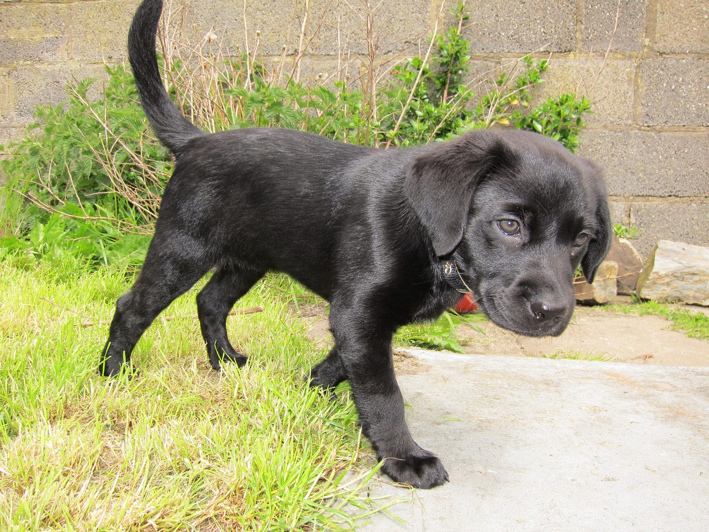 Hummock Campbell as a puppy