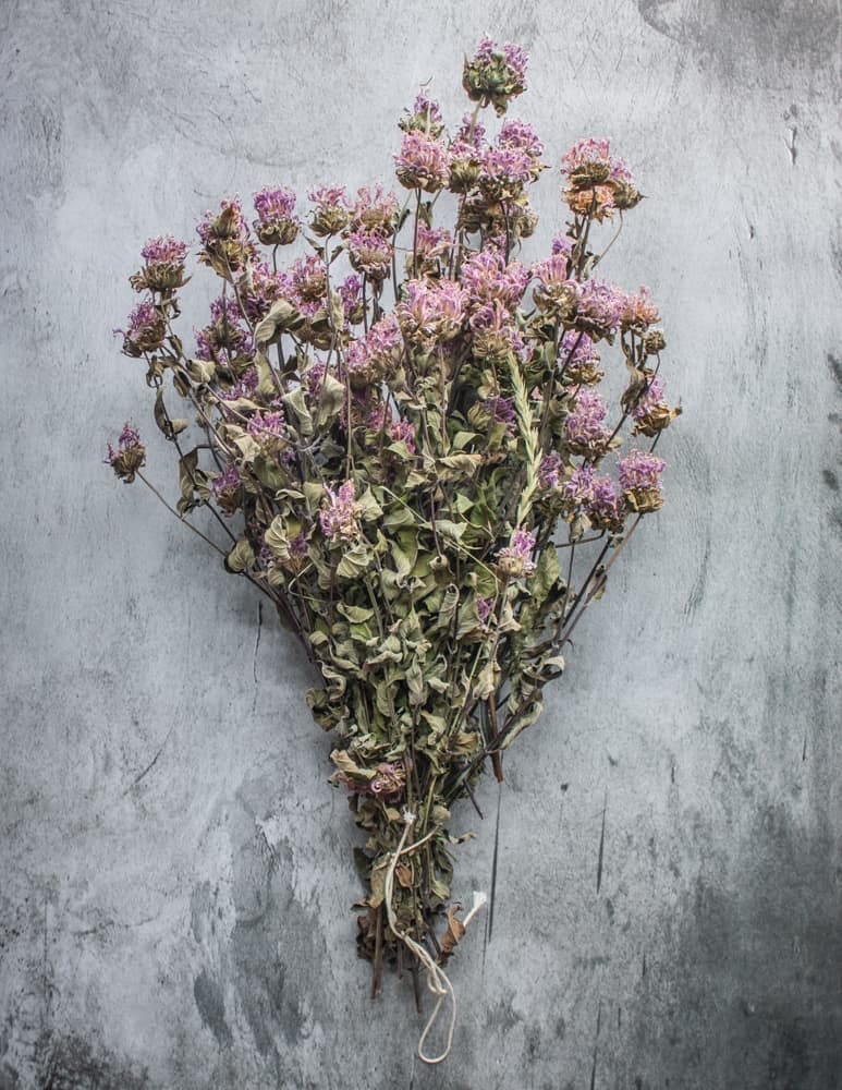 dried wild bee balm bouquet for cooking