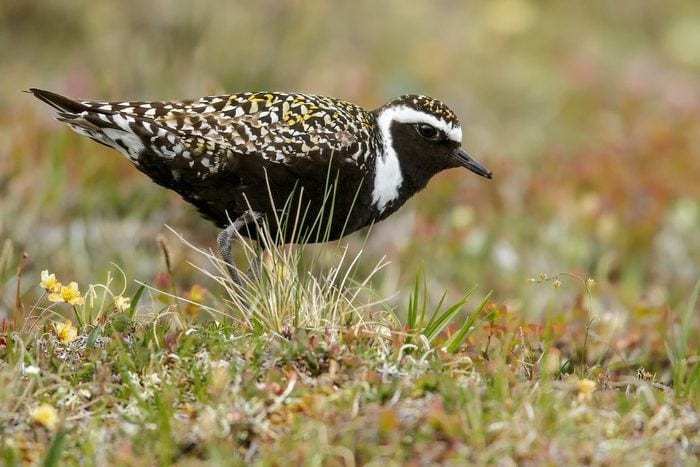 American Golden Plover (pluvialis Dominica)