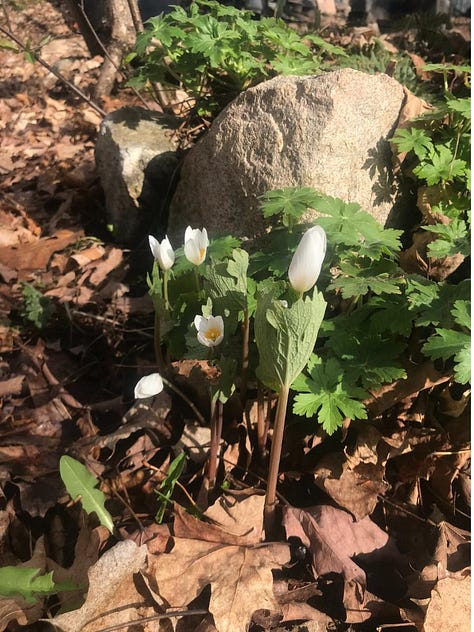 Bloodroot, Common milkweed, Spotted beebalm.