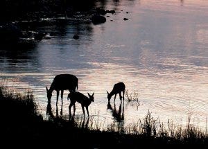 deer-drinking-at-sunset deer-drinking-at-sunset