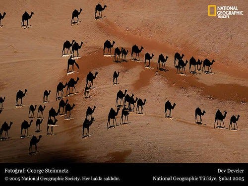 camel