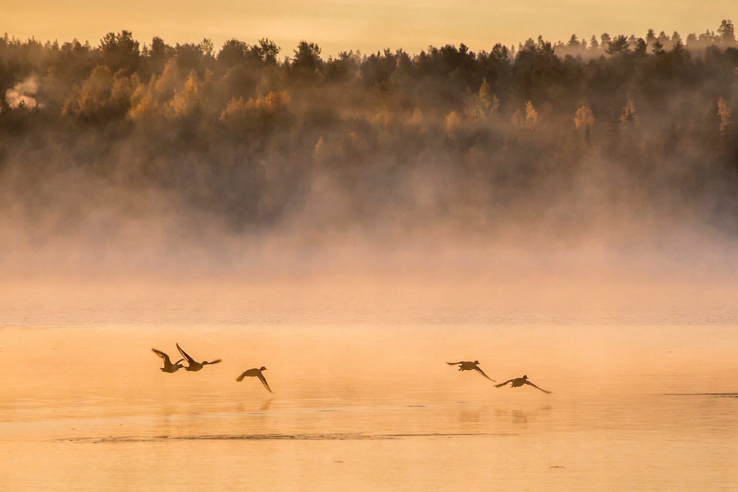 A flock of birds flies low across a golden lake at sunrise, with mist rising gently from the water. Behind them, a forest of autumn-colored trees glows softly through the haze. A flock of birds flies low across a golden lake at sunrise, with mist rising gently from the water. Behind them, a forest of autumn-colored trees glows softly through the haze.