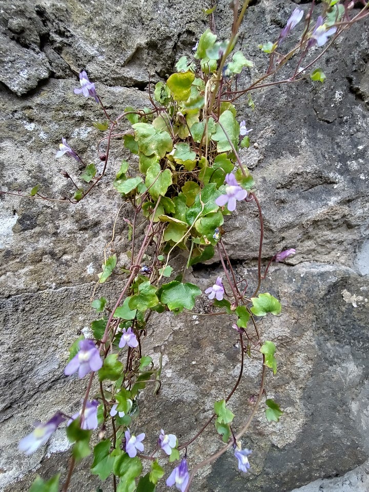 Ivy-leaved toadflax and maidenhair spleenwort growing from the stone wall.
