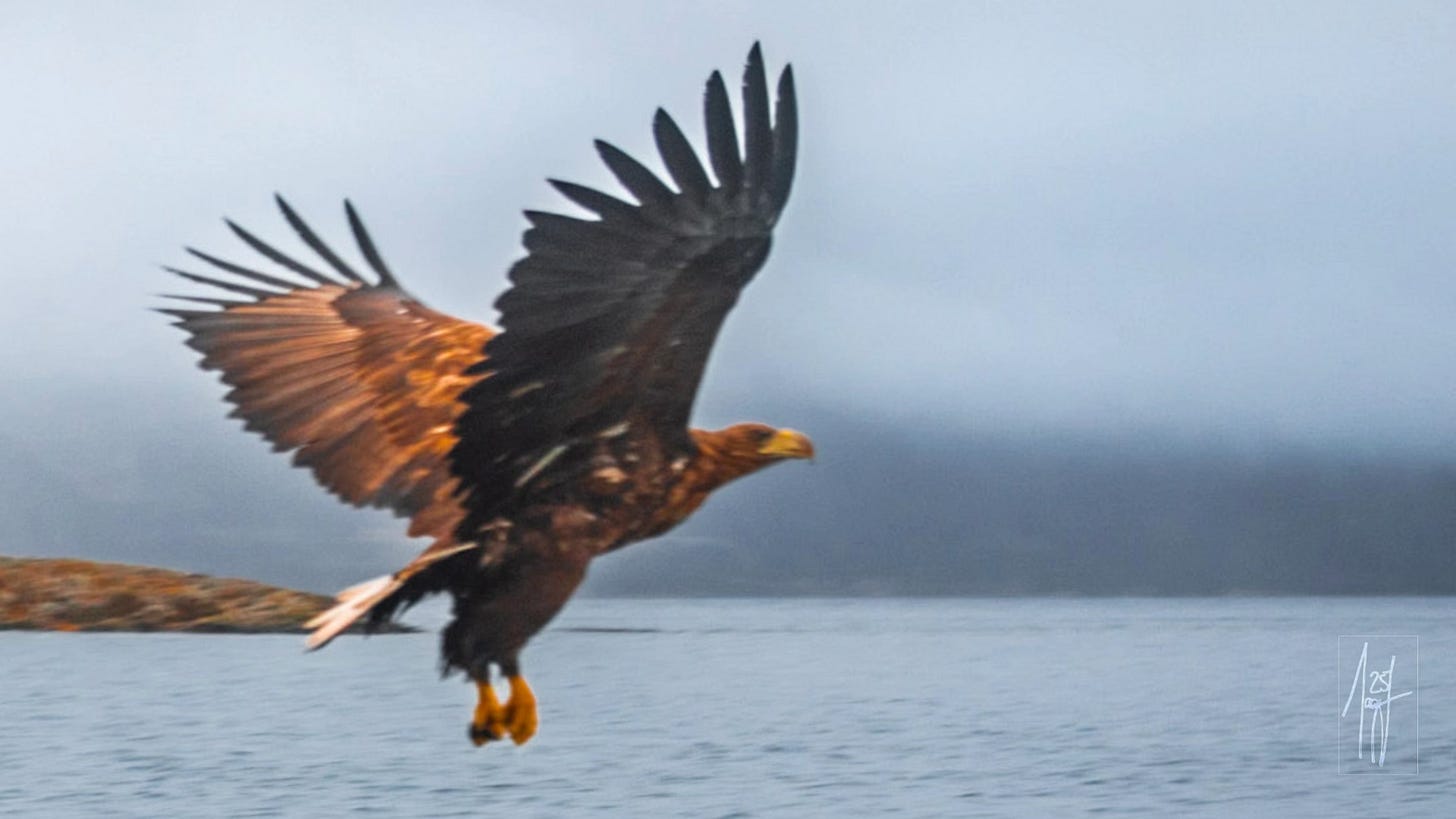 Fish Eagle in flight over water