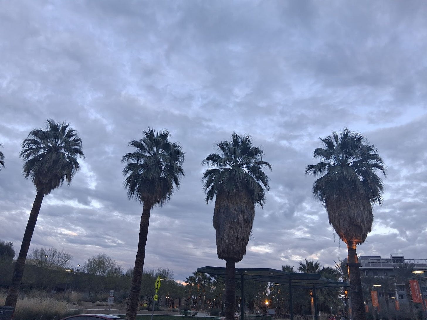 Four palms against a cloudy sky