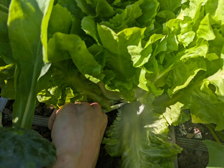 Left Image: Close-up of scissors cutting a kale stem near the base of the plant in a raised garden bed, showcasing a careful harvesting technique. Right Image: A gardener’s hands using a knife to harvest fresh lettuce leaves from the base of the plant, surrounded by vibrant green foliage.