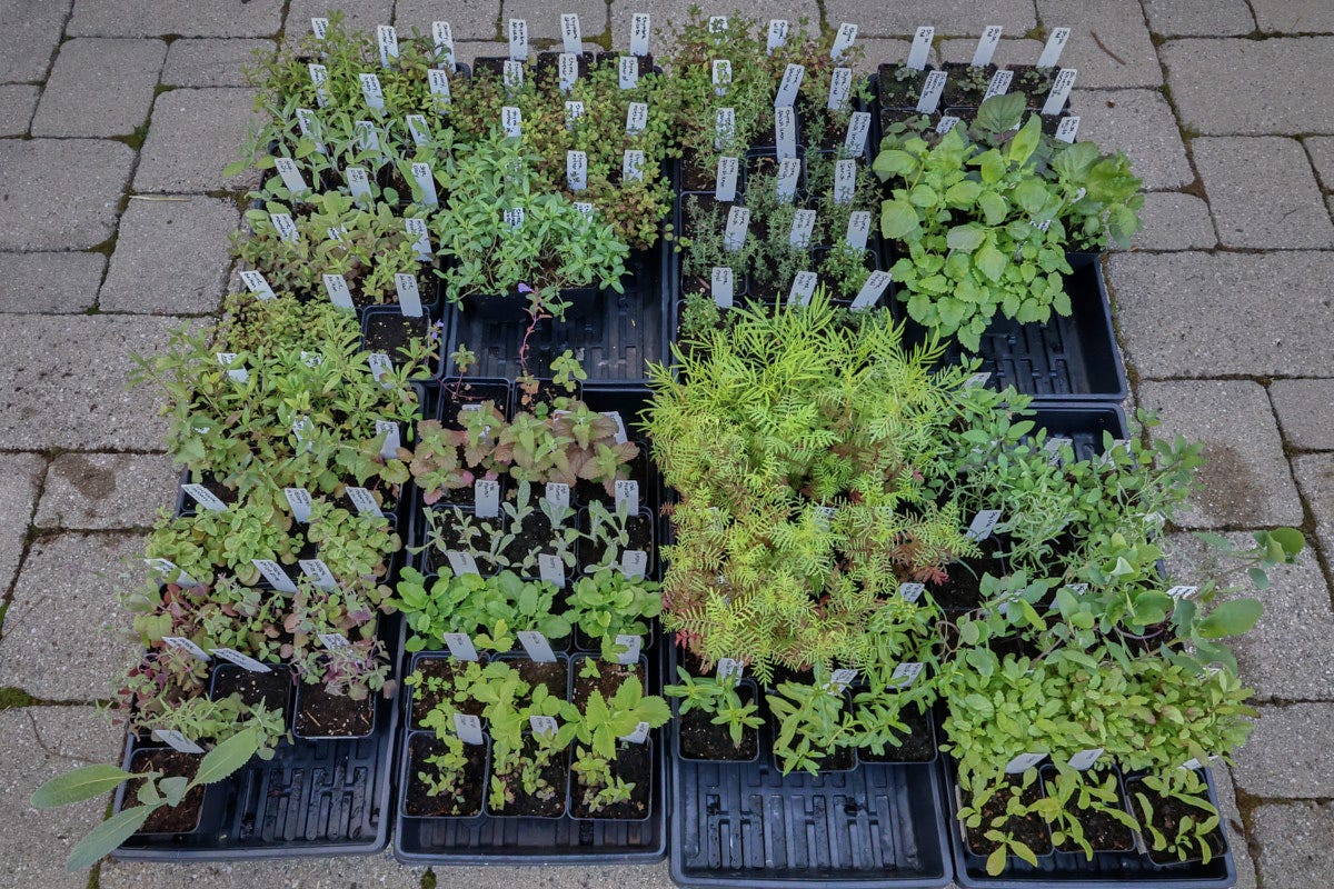 hard-to-find herb seedlings in starter pots in nursery flats