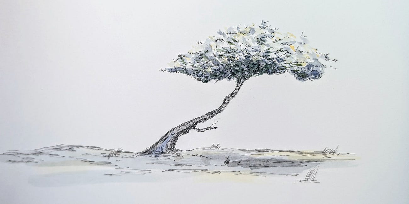 I'm Challenging Myself to Sketch a Tree Every Day