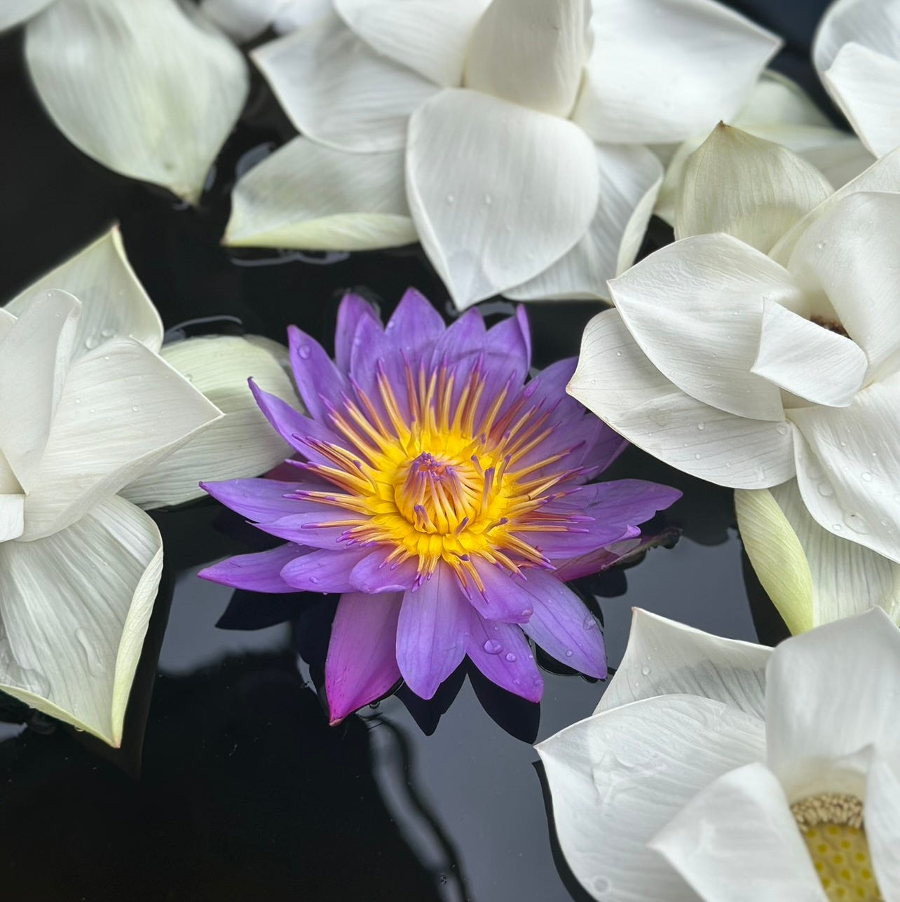 LuaSol \ud83c\udf1e\ud83c\udf19