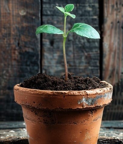 Free Sprouting Plant Growth Image - Plant, Pot, Growth | Download at  StockCake