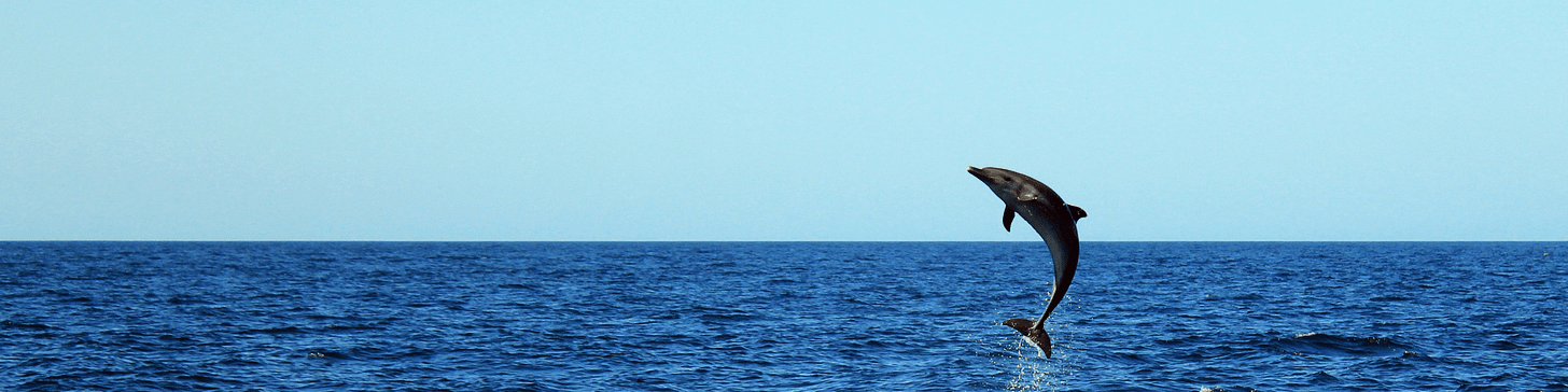 An Ocean Without Dolphins: The Ripple Effects of Extinction -  bluewaveadventures.com