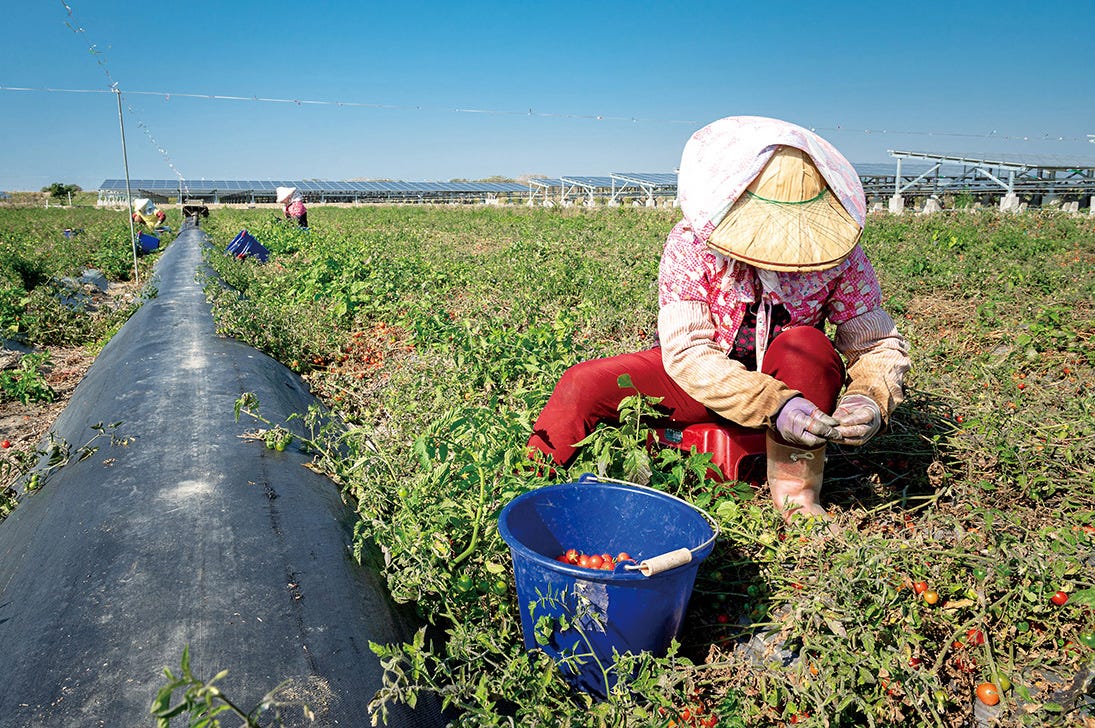 Tainan Yanshui District - Xiaoming Tomato