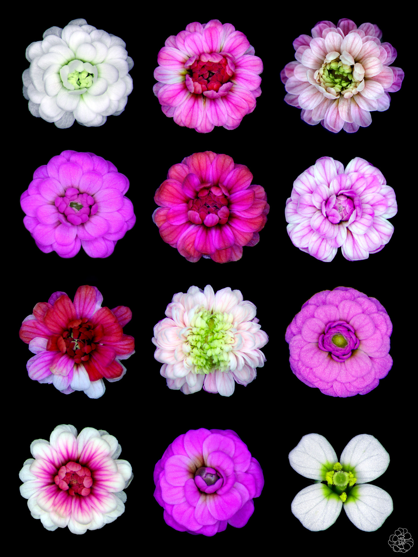 The Flower Designer - by Niko McCarty - Asimov Press