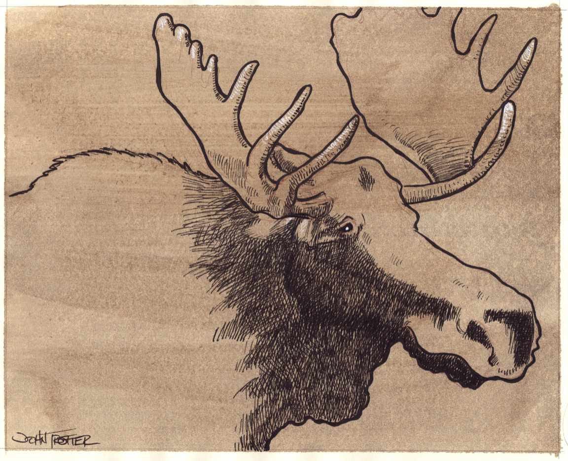 Ink drawing of a moose on brown toned paper.