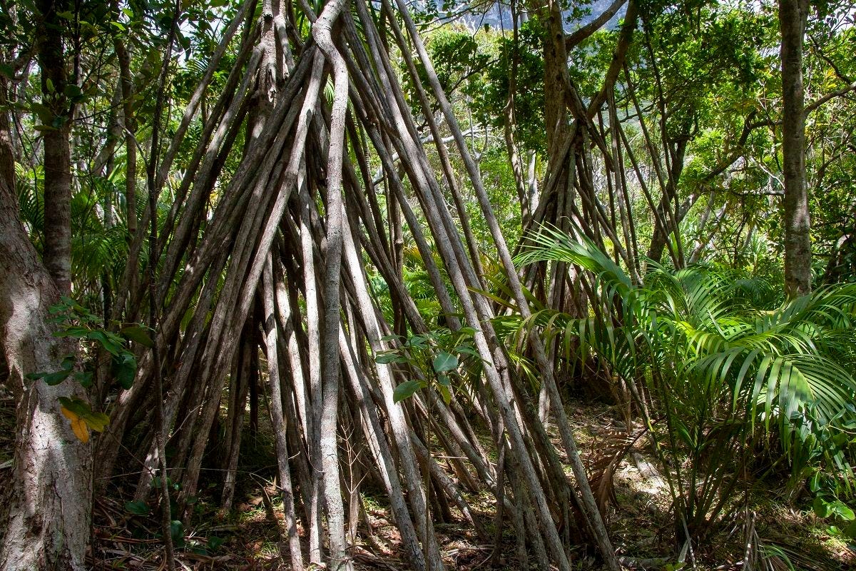 Pandanus forsteri [Stilt Roots - ATLAS - D.H. Fischer, 2009].jpeg