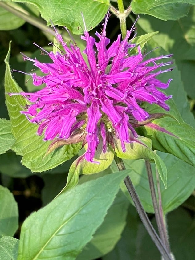 A purple flower with green leaves

Description automatically generated