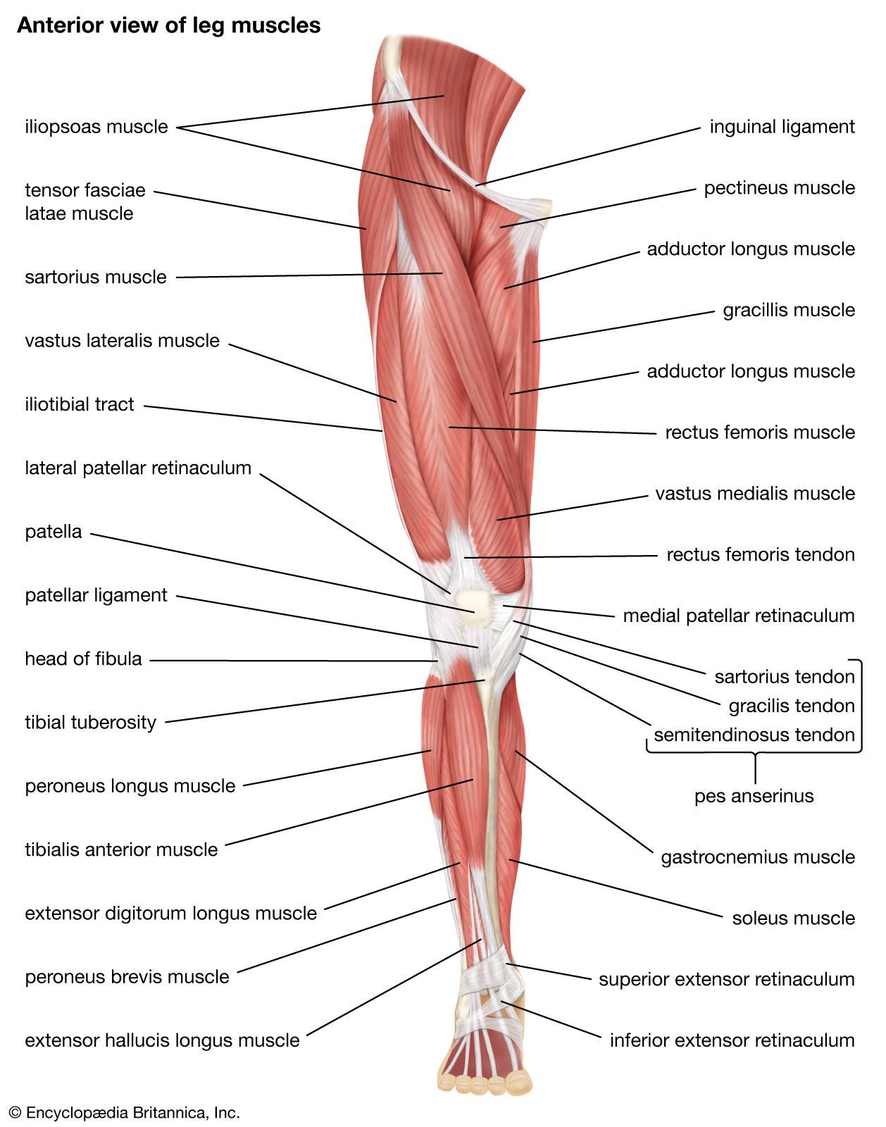 Thigh | anatomy | Britannica