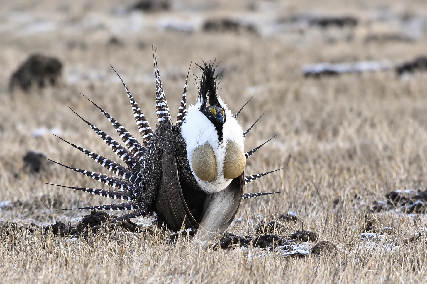 Rare, Threatened Gunnison Sage-Grouse Holds Steady in SLV